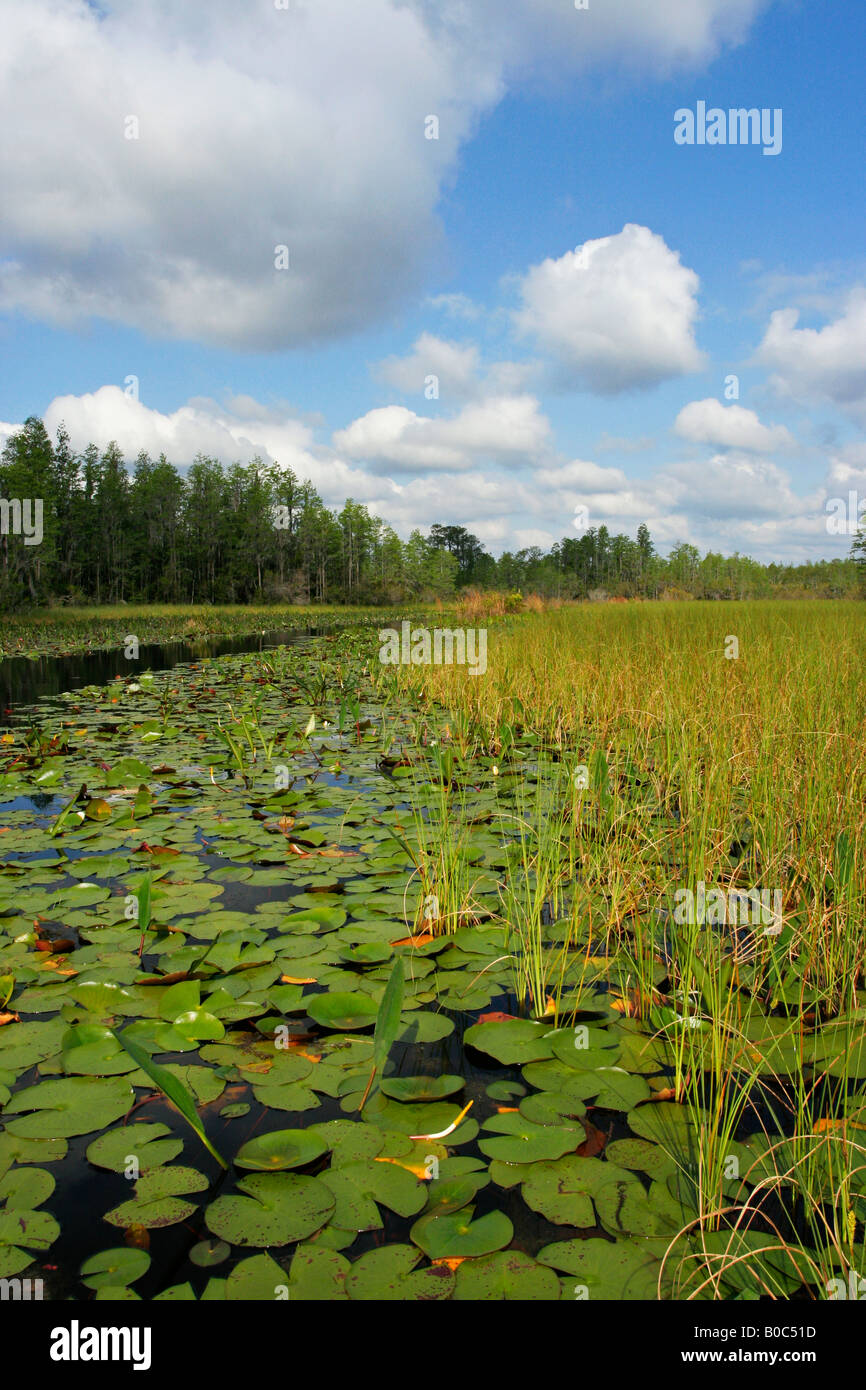 National Wildlife Refuge Okefenokee Sumpf Stockfoto