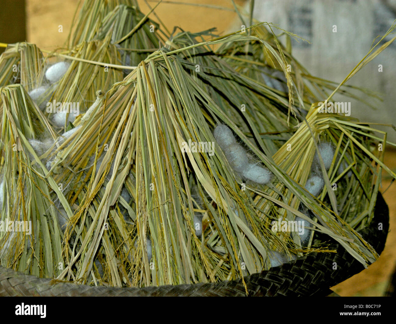 Seidenraupen-Kokons, die Herstellung von Seide in Mai Chau machen Stockfoto