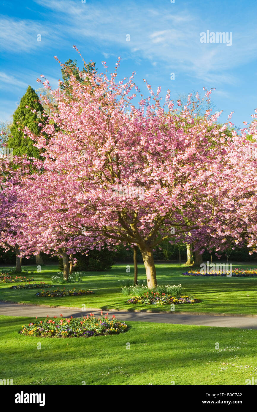 Frühling blühenden Beeten und blühende Kirschbäume Bäume in städtischen Gärten, Swindon, Wiltshire, England, UK Stockfoto