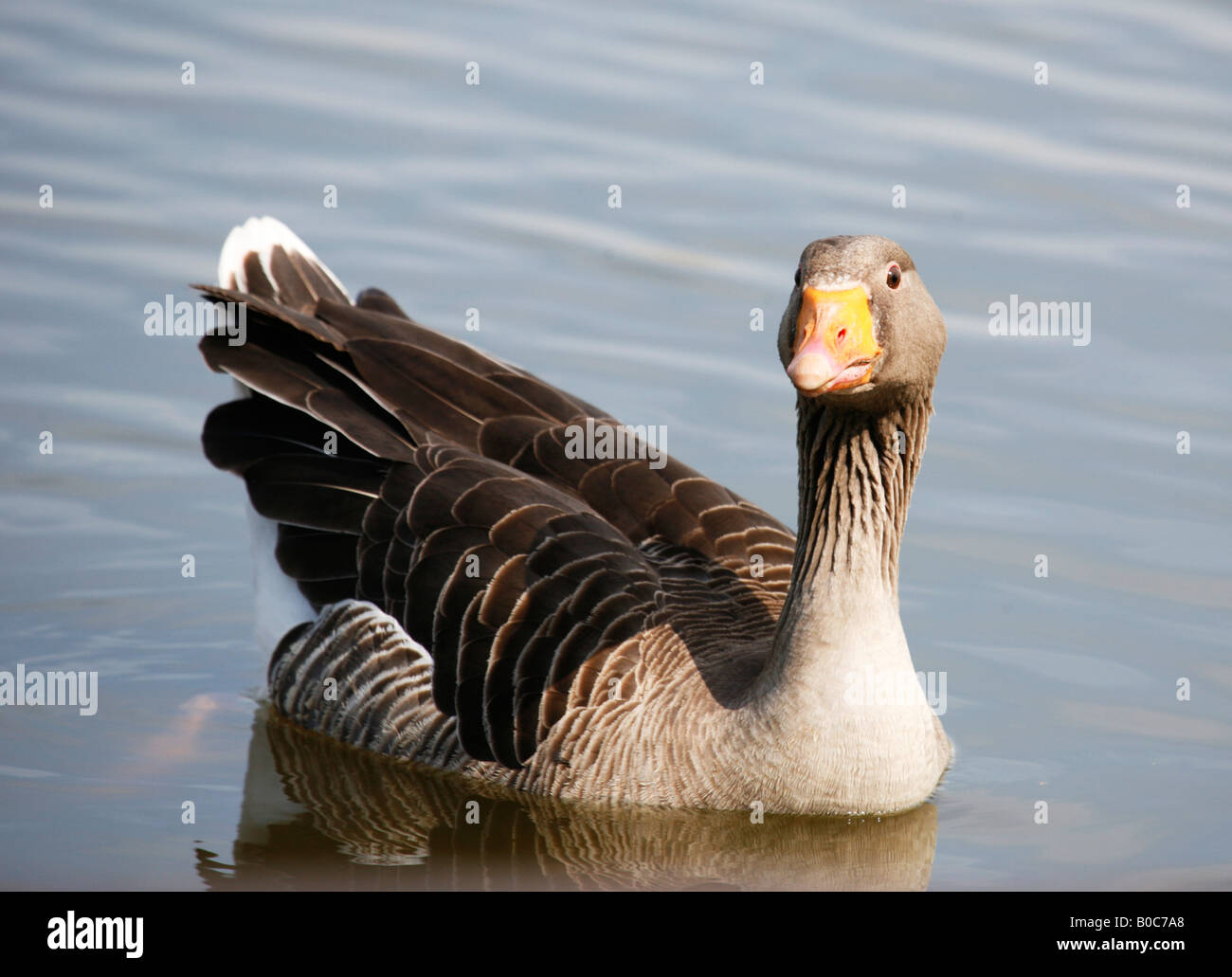 Graugans Gans Anser anser Stockfoto Graugans Gans Anser anser Stockfoto