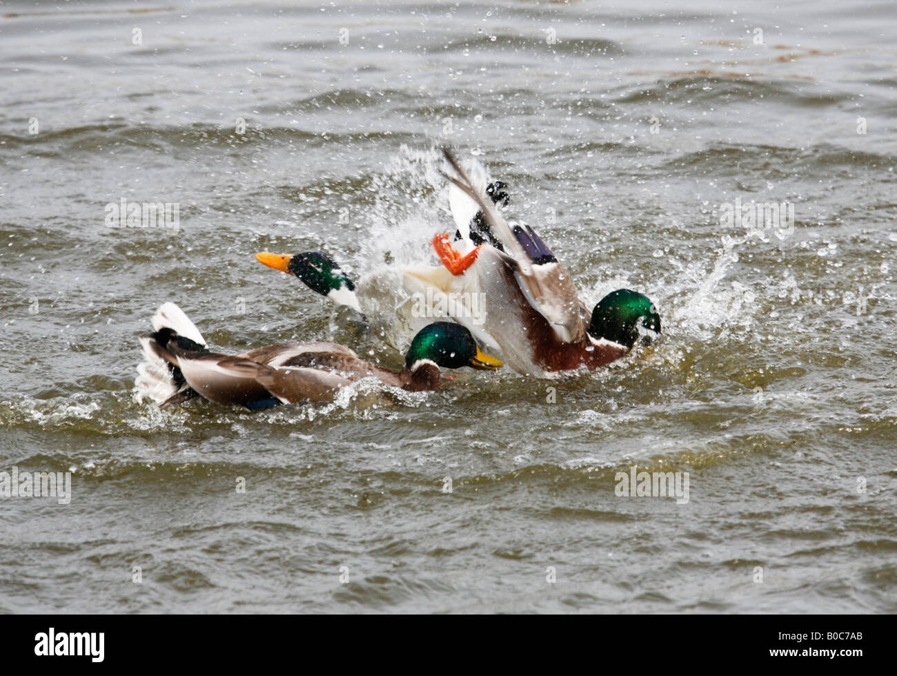 Bekämpfung von Stockenten Stockfoto Bekämpfung von Stockenten Stockfoto