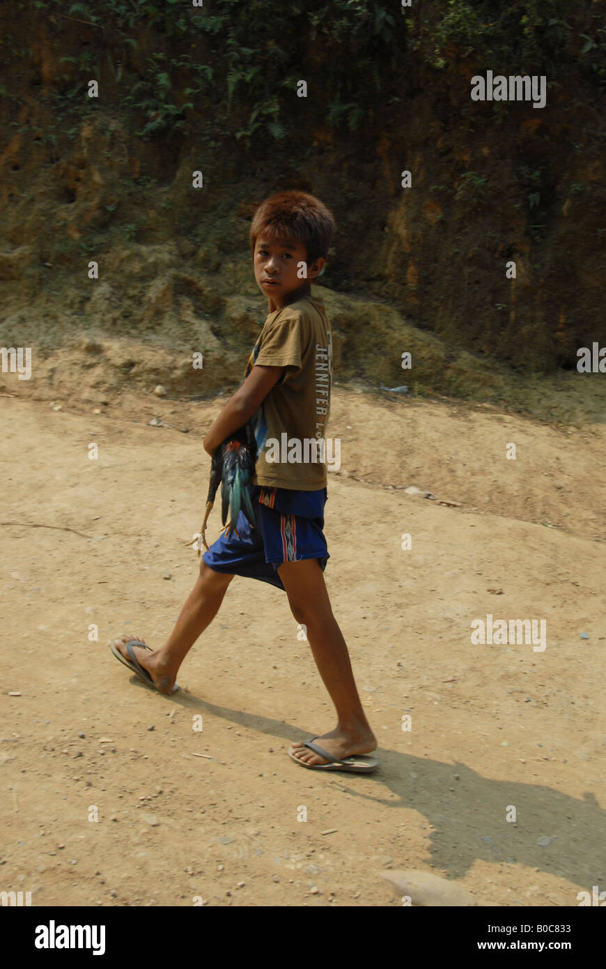 Bergvolk junge ist zu Fuß nach Hause mit seiner kämpferischen Huhn, Karen Langhals Minderheit, Mae Hong Song, thailand Stockfoto