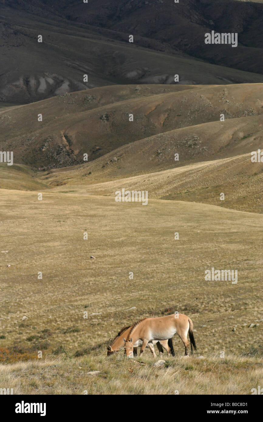 Przewalski Pferde, Mongolei Stockfoto