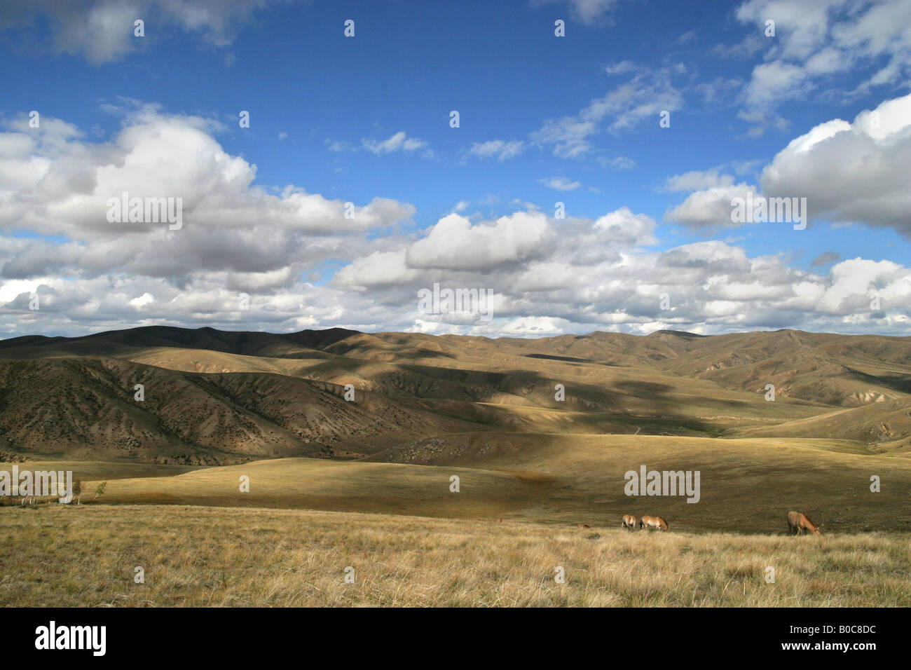 Przewalski Pferde, Mongolei Stockfoto