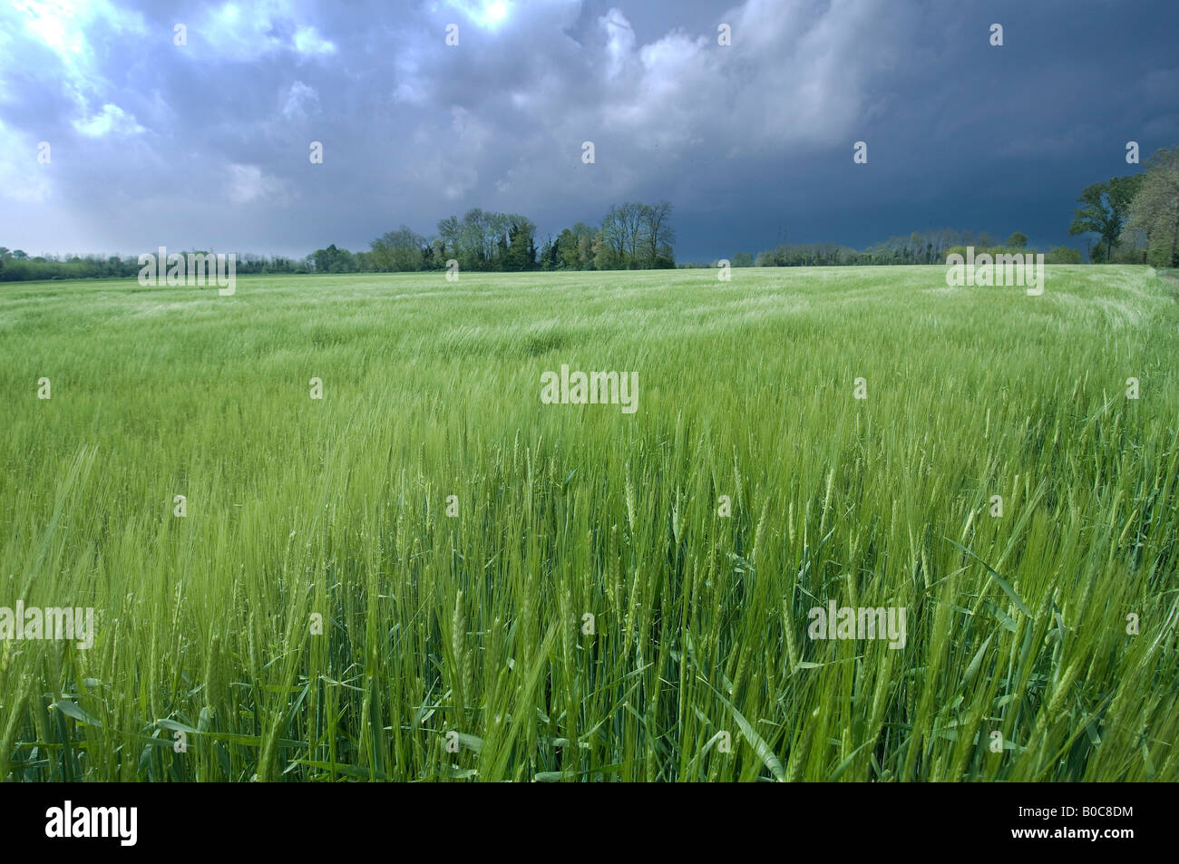 das Weizenfeld während eines Sturms Stockfoto