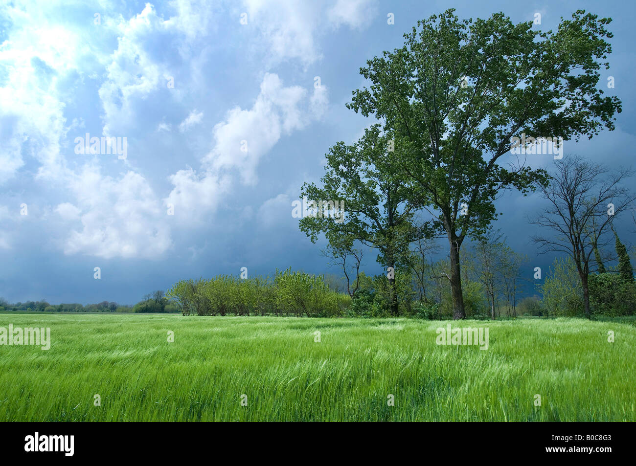 das Weizenfeld während eines Sturms Stockfoto