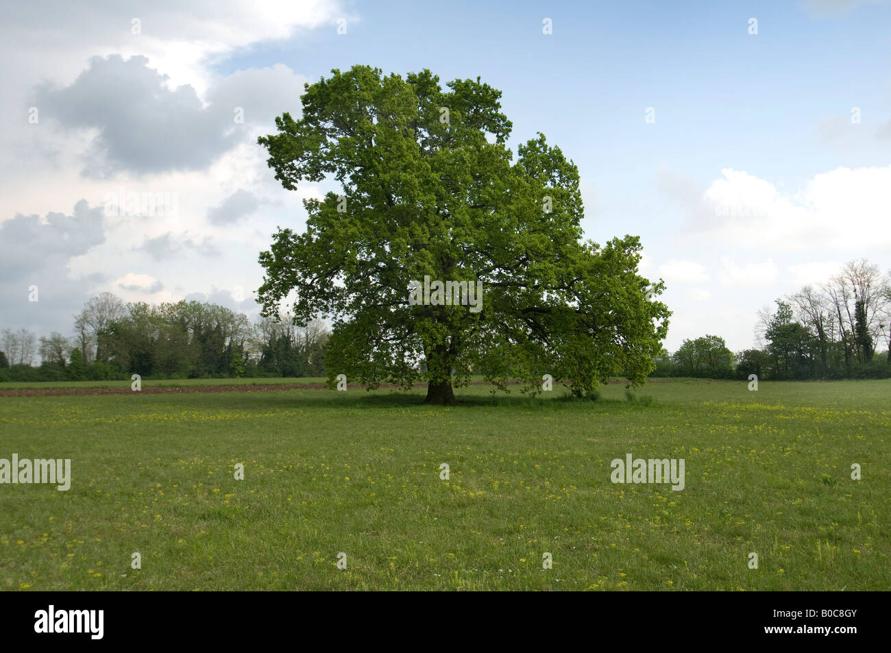 Eine 'Quercus Robur' Eiche Stockfoto