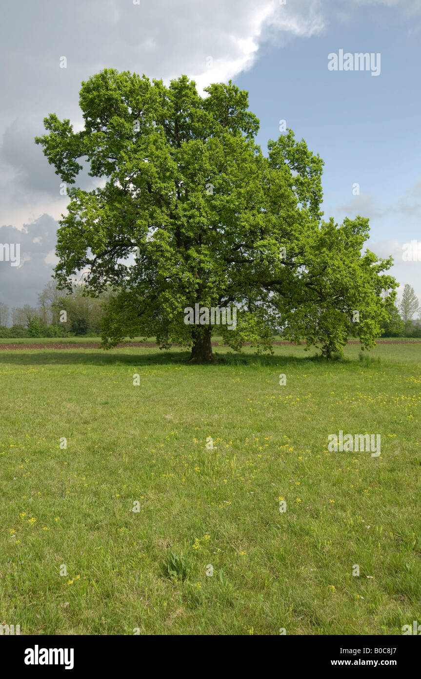 Eine 'Quercus Robur' Eiche Stockfoto