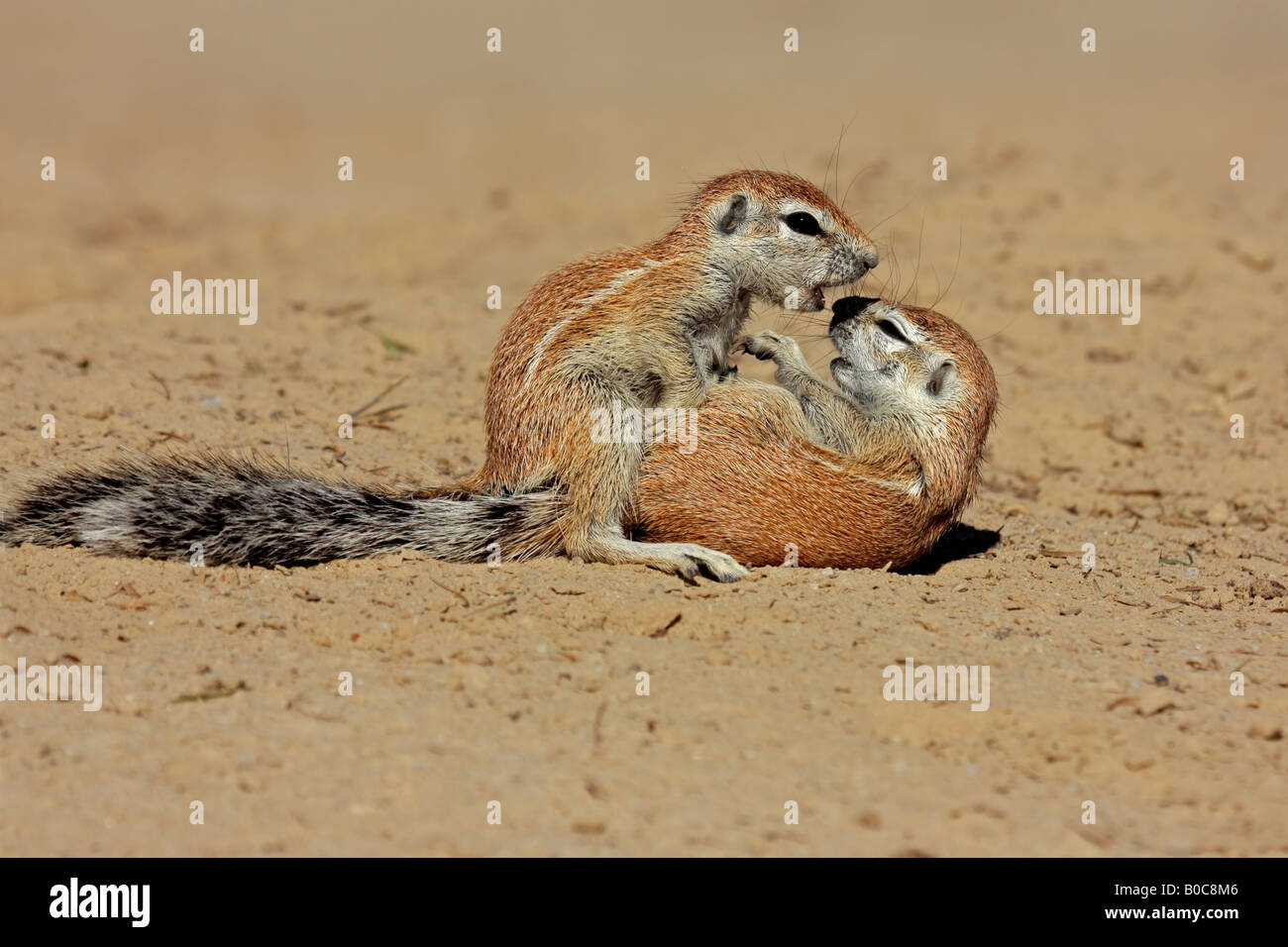 Zwei junge, verspielte Erdhörnchen (einem Inaurus), Kgalagadi Transfrontier Park, Südafrika Stockfoto