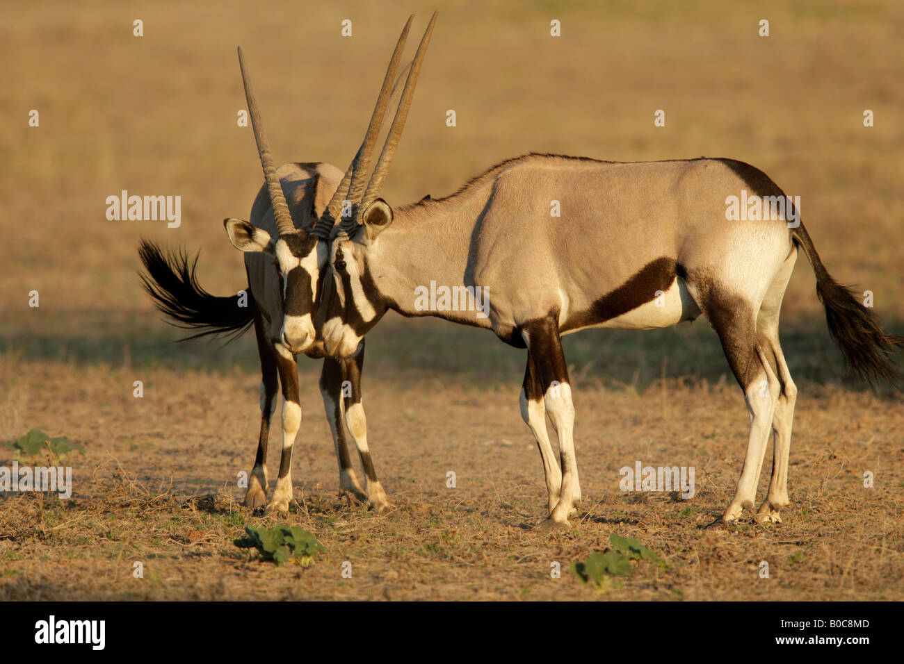 Zwei männliche Oryx Antilopen (Oryx Gazella) Kampf um Territorium, Kgalagadi Transfrontier Park, Südafrika Stockfoto