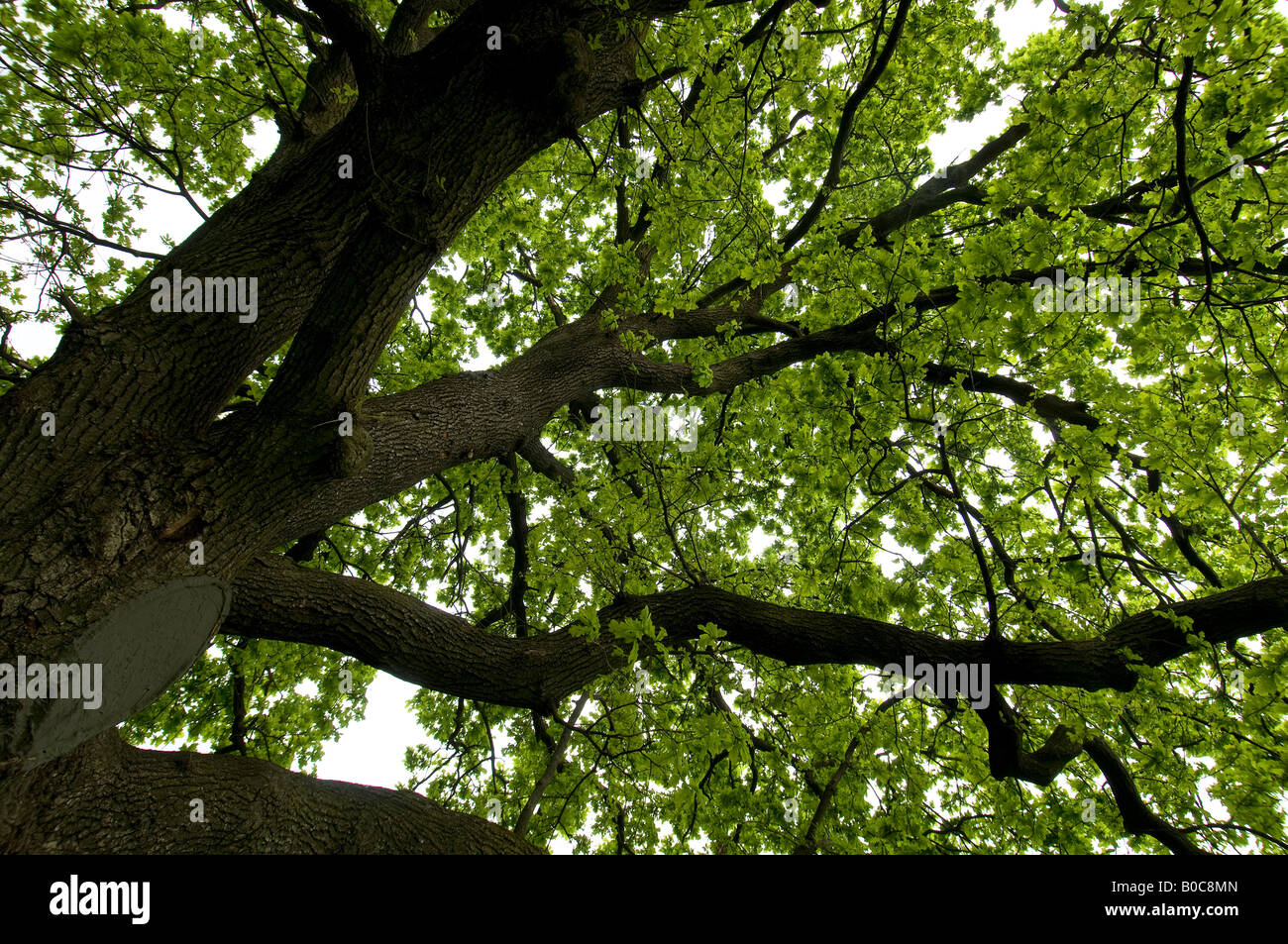 Eine 'Quercus Robur' Eiche Stockfoto