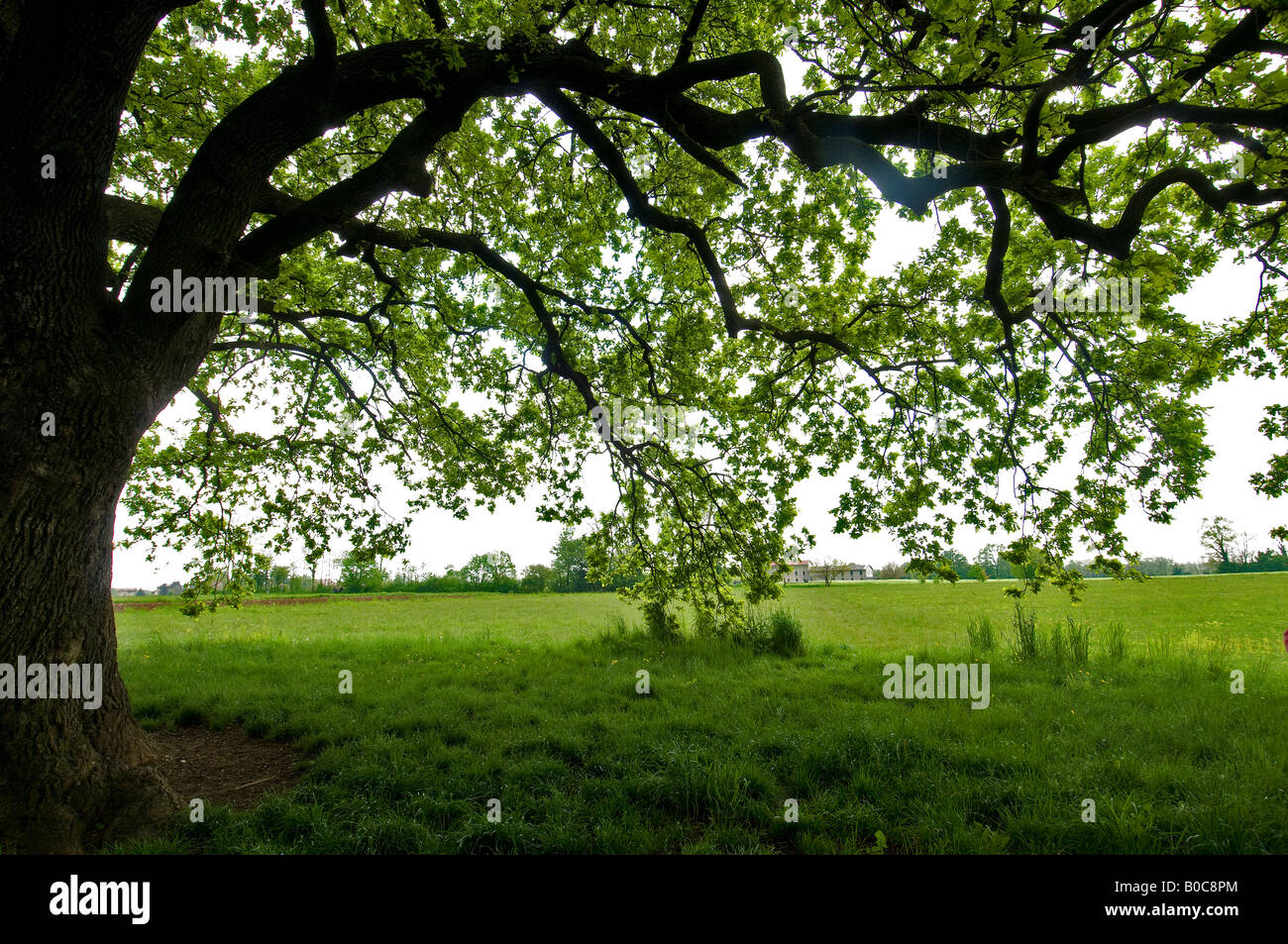 Eine 'Quercus Robur' Eiche Stockfoto