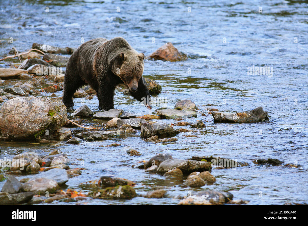 Grizzly Bären zu Fuß entlang eines Flusses in British Columbia Kanada Stockfoto