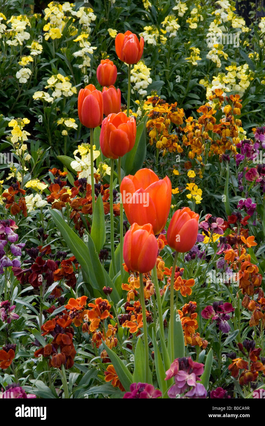 Anzeige von Tulpen und Mauerblümchen im Botanischen Garten Southport, Merseyside, England im Frühjahr 2008 übernommen. Stockfoto