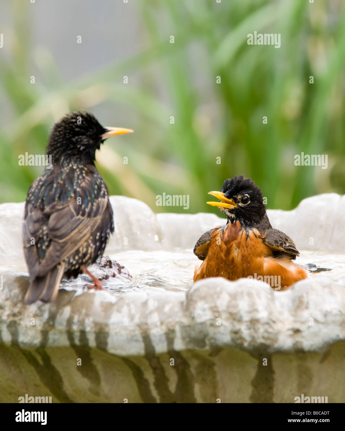 Ein American Robin, Turdus Migratorius, nimmt ein Bad während der Warnung vor einer "Europäischen Starling" Sturnus Vulgaris. Oklahoma, USA. Stockfoto