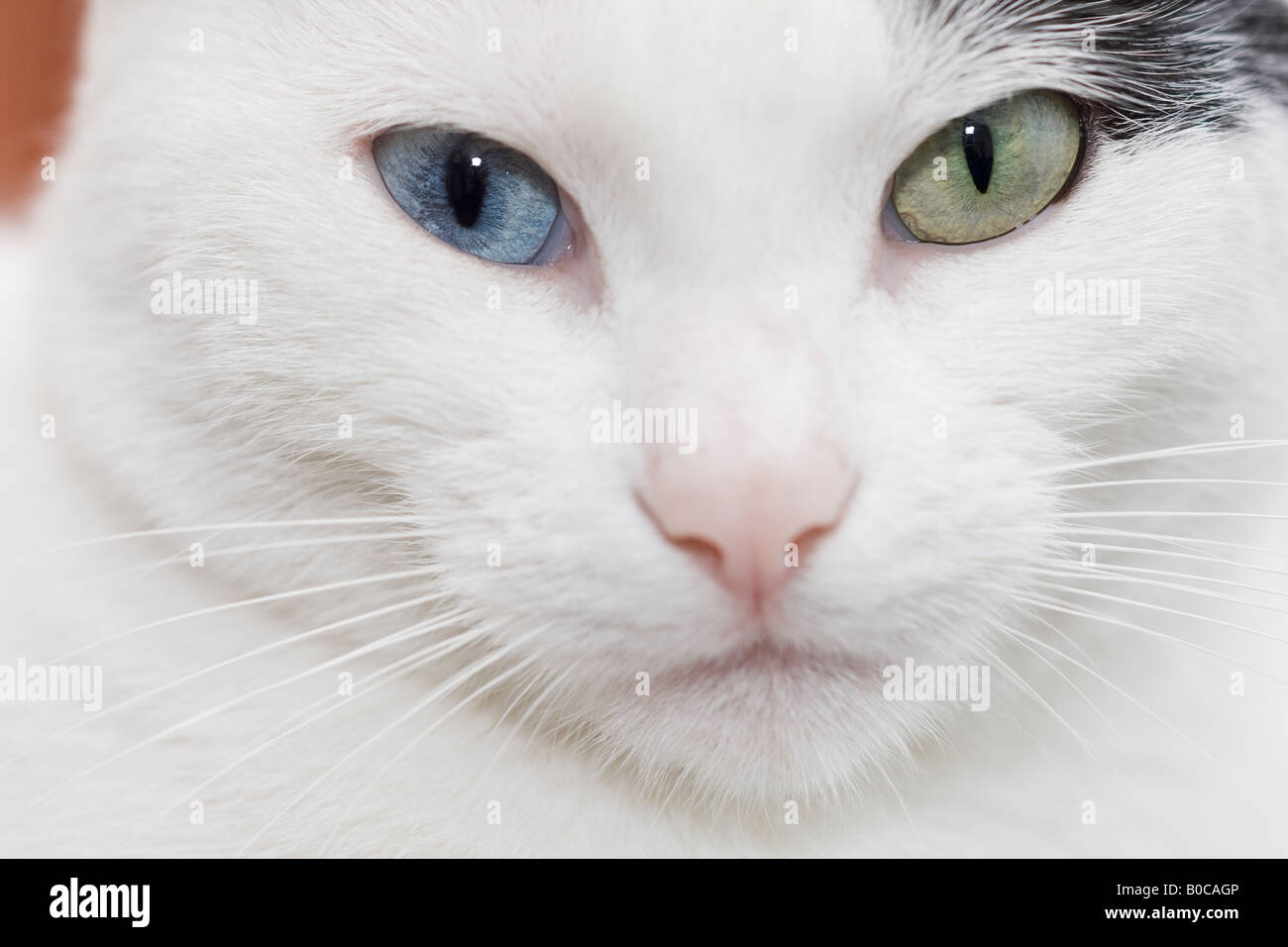 Nahaufnahme von jungen weiblichen odd-eyed weiße Hauskatze (Felis catus) in die Kamera schaut Stockfoto