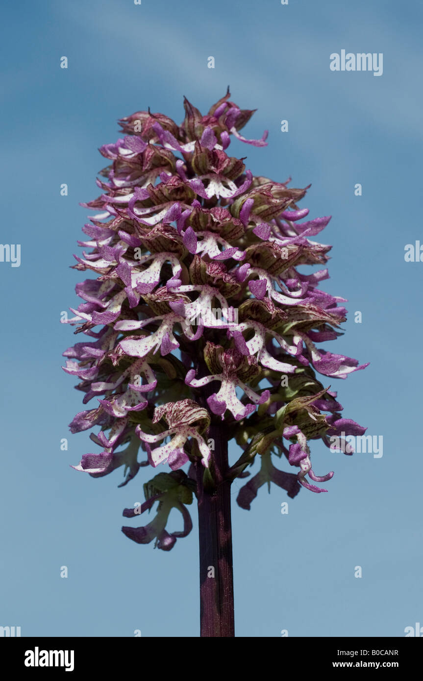 Militärische Orchidee - Orchis Militaris, Frankreich (extrem selten in Großbritannien). Stockfoto