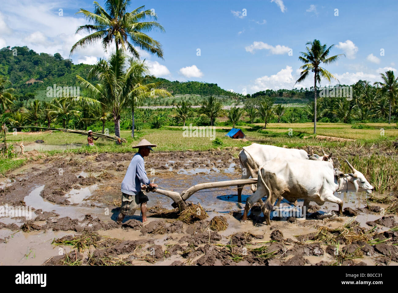 Pflügen ein Reisfeld in Kalibaru, Java, Indonesien, Asien Stockfoto