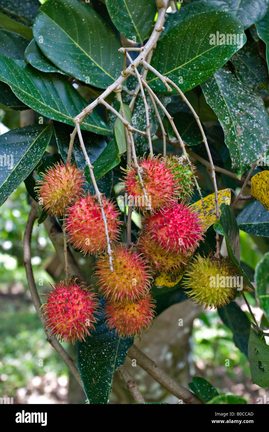 Stäbchen (Nephelium Lappaceum) Stockfoto