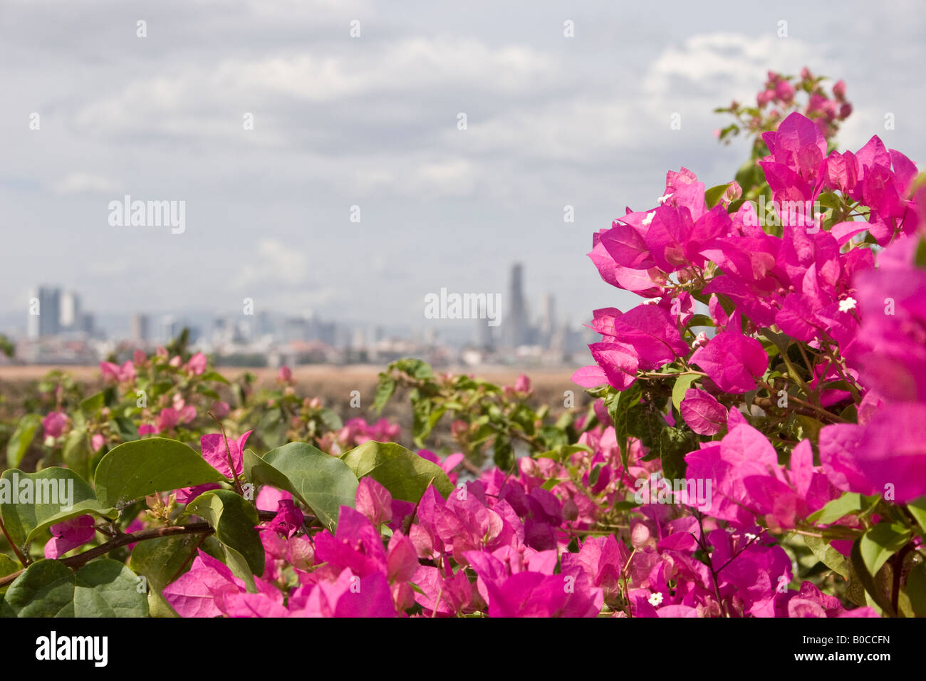 Bougainvillea-Blüten mit Panama City Skyline unscharf im Hintergrund Republik von Panama Mittelamerika Stockfoto