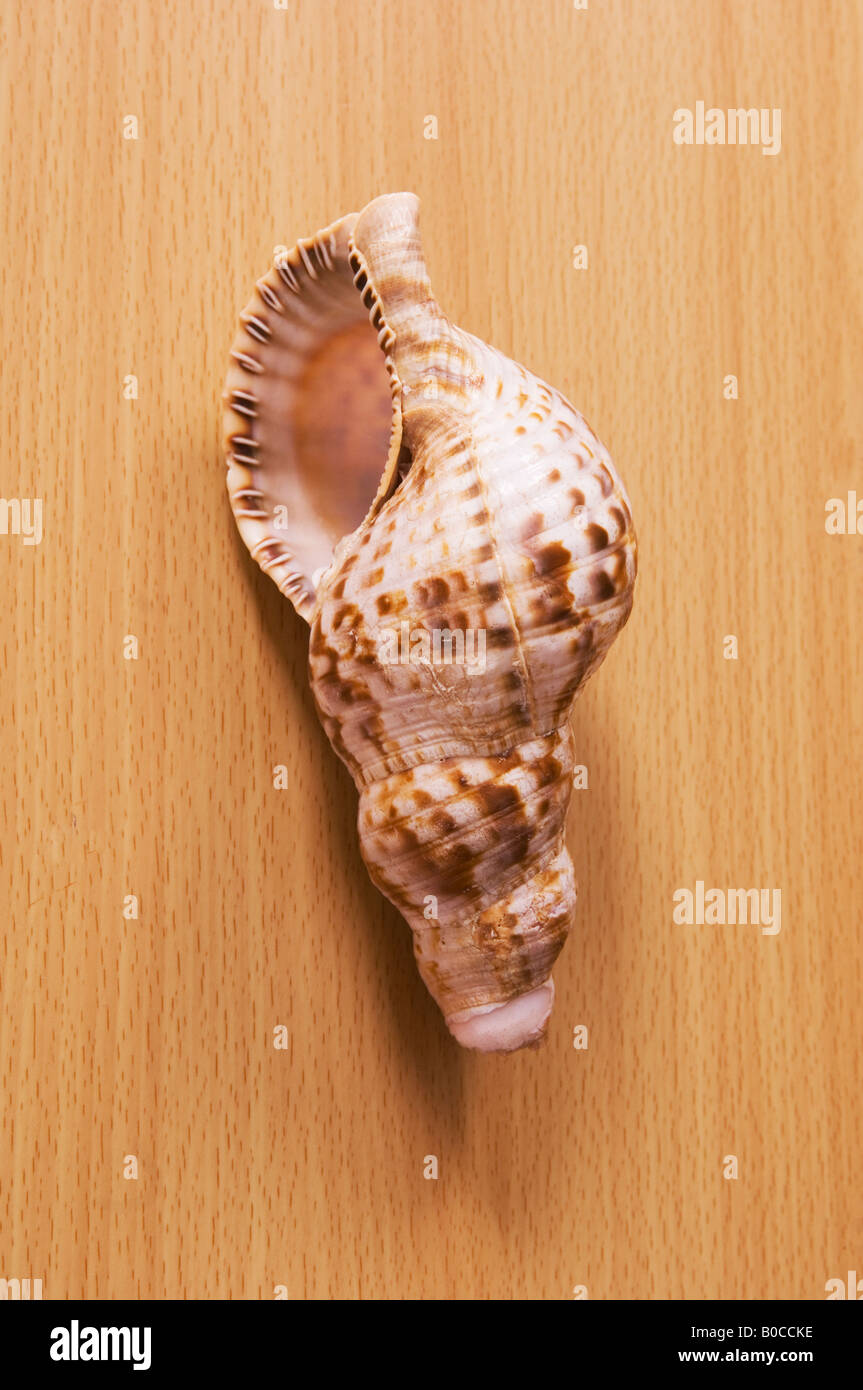 Spirale Seashell hautnah Stockfoto