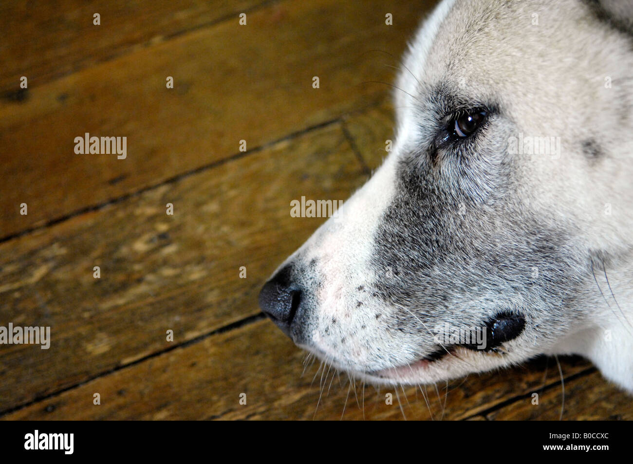 Weiße Akita Hund Verlegung auf Holzboden Stockfoto