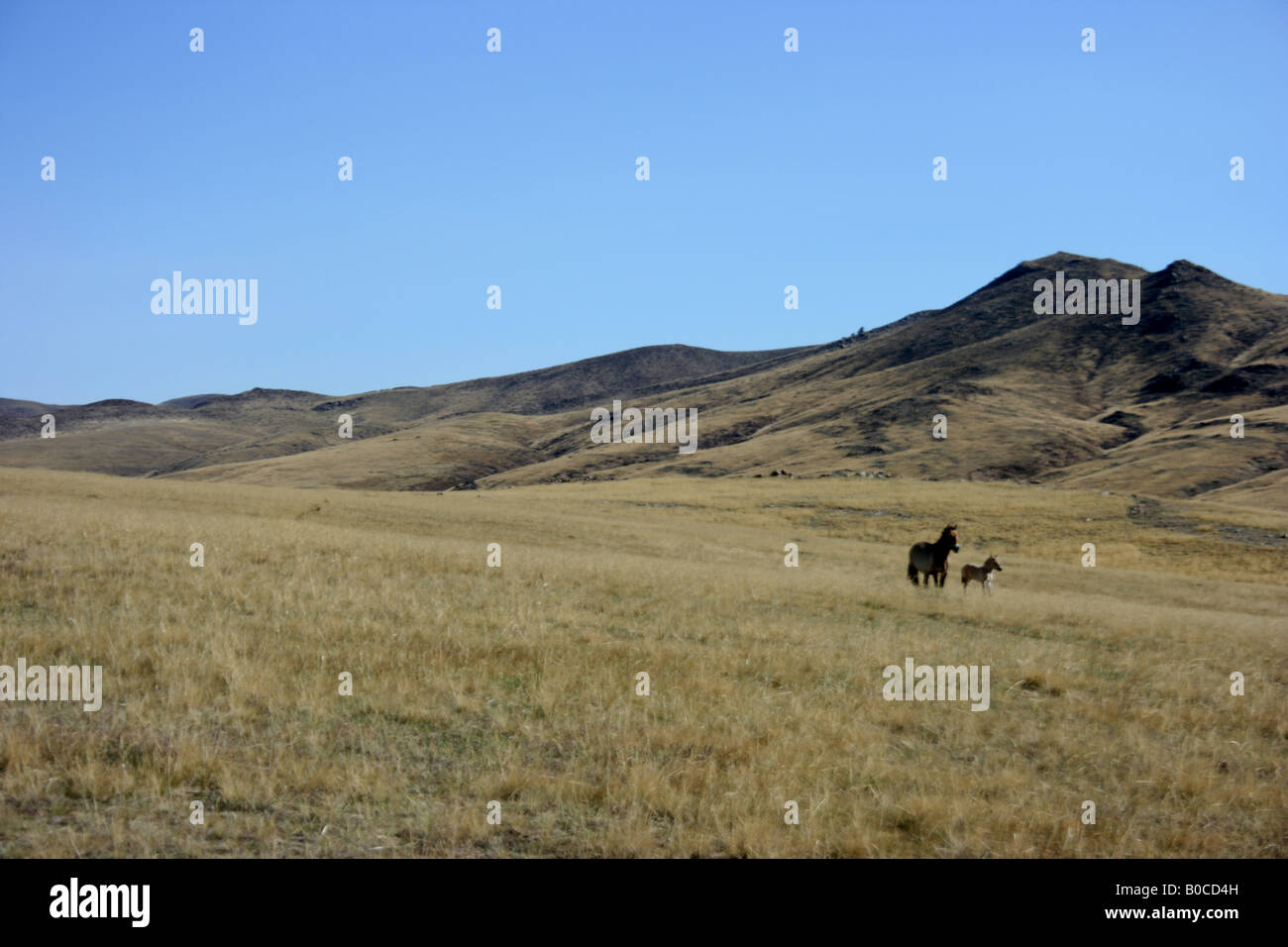 Przewalski Pferd in Khustain Nuruu National Park, Mongolei Stockfoto