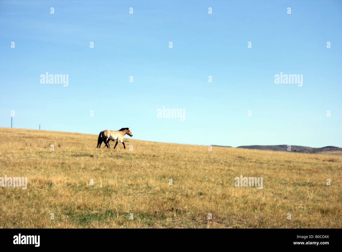 Przewalski Pferd in Khustain Nuruu National Park, Mongolei Stockfoto