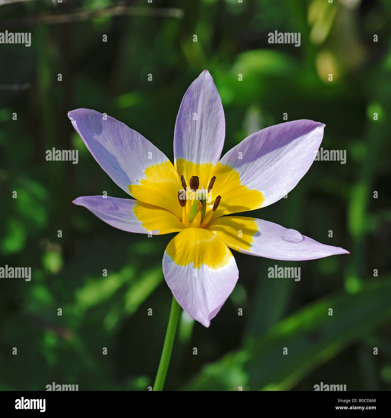 Tulipa Inselbogens Stockfoto