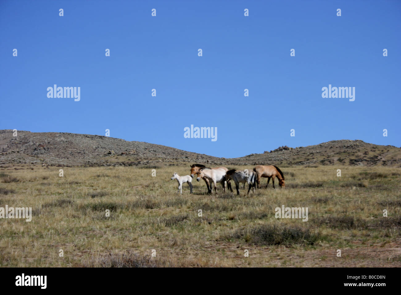 Przewalski Pferd in Khustain Nuruu National Park, Mongolei Stockfoto