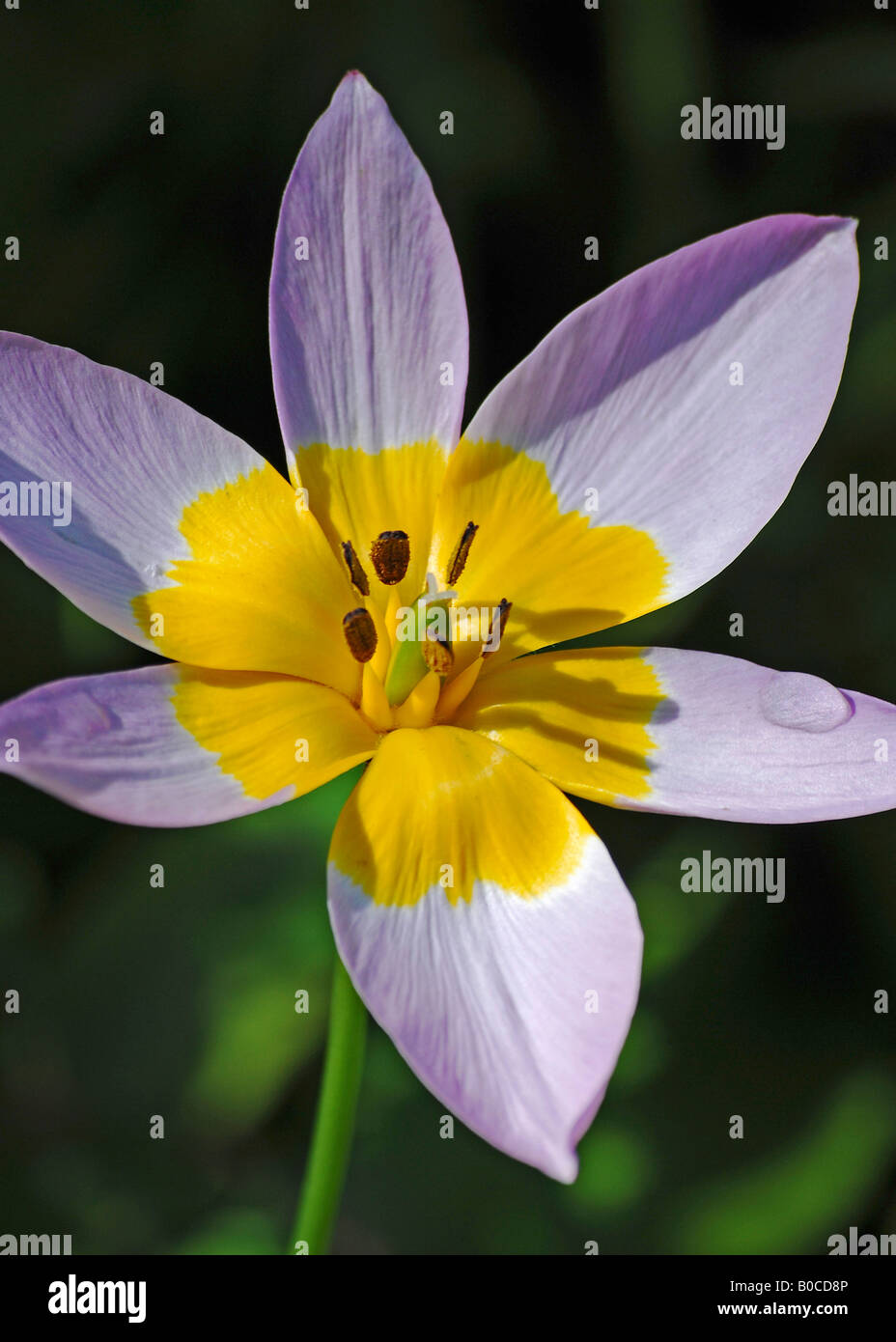 Tulipa Inselbogens Stockfoto