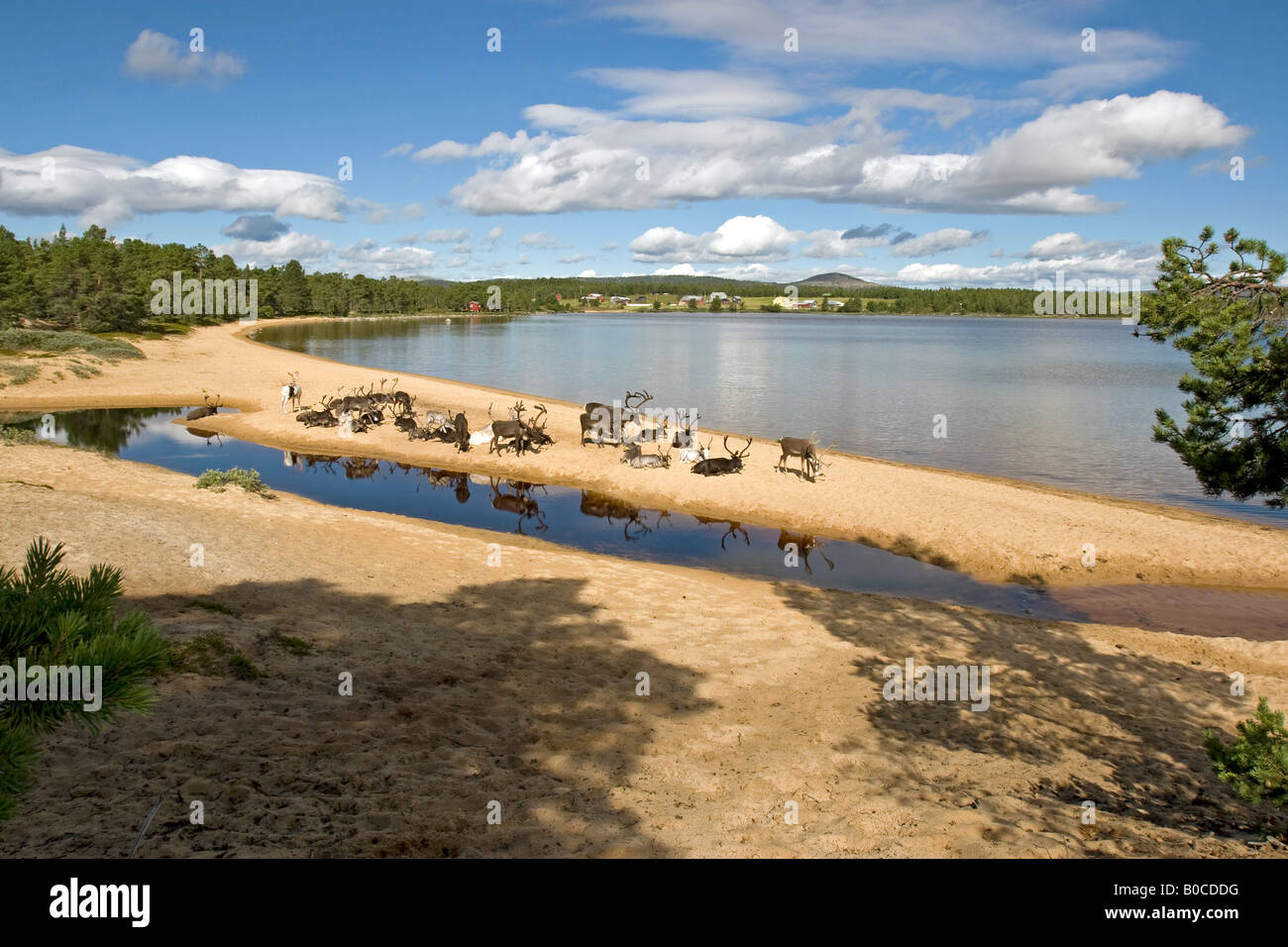 Rentier am Strand von Femunden (See Femunden), Hedmark, Østlandet, Norwegen Stockfoto