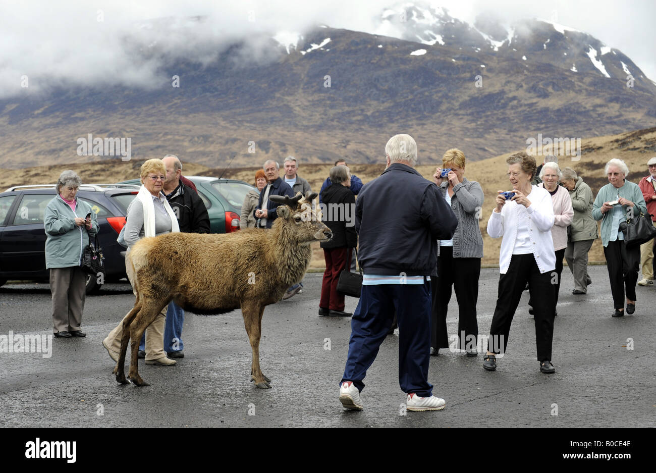 EINE WILDE REHE VERMISCHT SICH MIT TOURISTEN IN EINER LAYBY AN DER A82 IN DIE GRAMPIAN MOUNTAINS IN DER NÄHE VON GLENCOE, SCHOTTLAND, VEREINIGTES KÖNIGREICH. Stockfoto