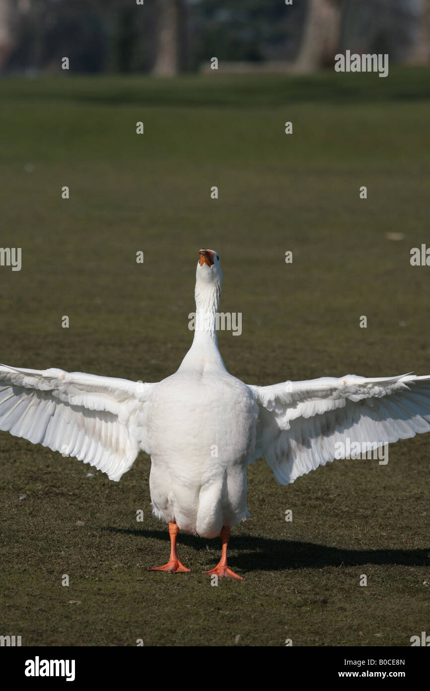 Weiße Gans erstreckt sich seine Flügel Stockfoto