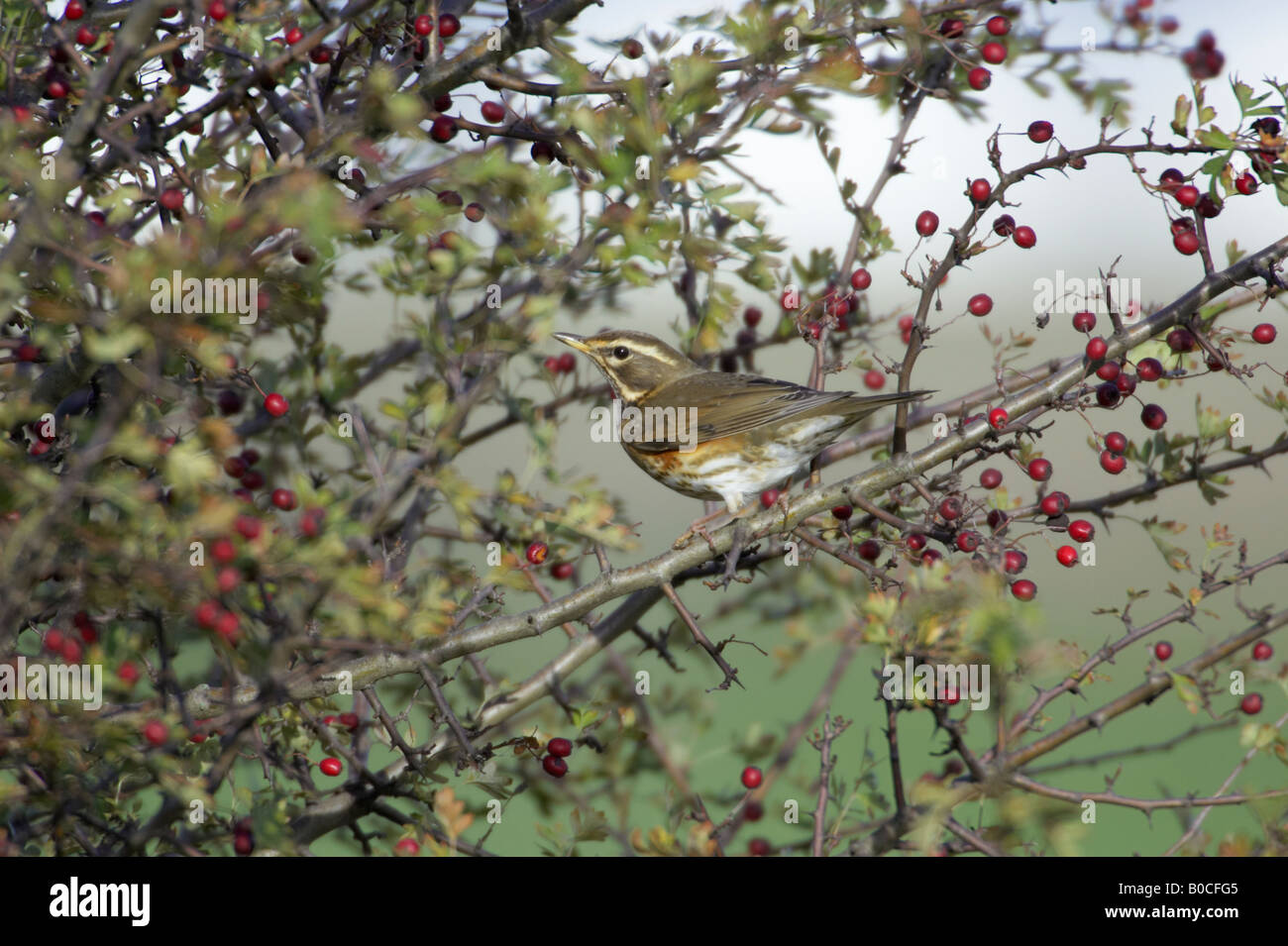 Rotdrossel Turdus Iliacus im Busch Stockfoto