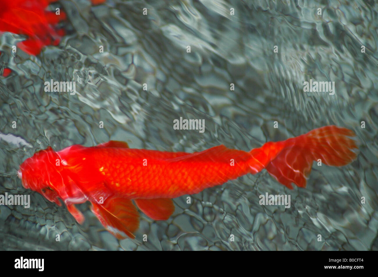 gebrochene Bild eine helle rote Fische schwimmen im klaren Wasser Stockfoto