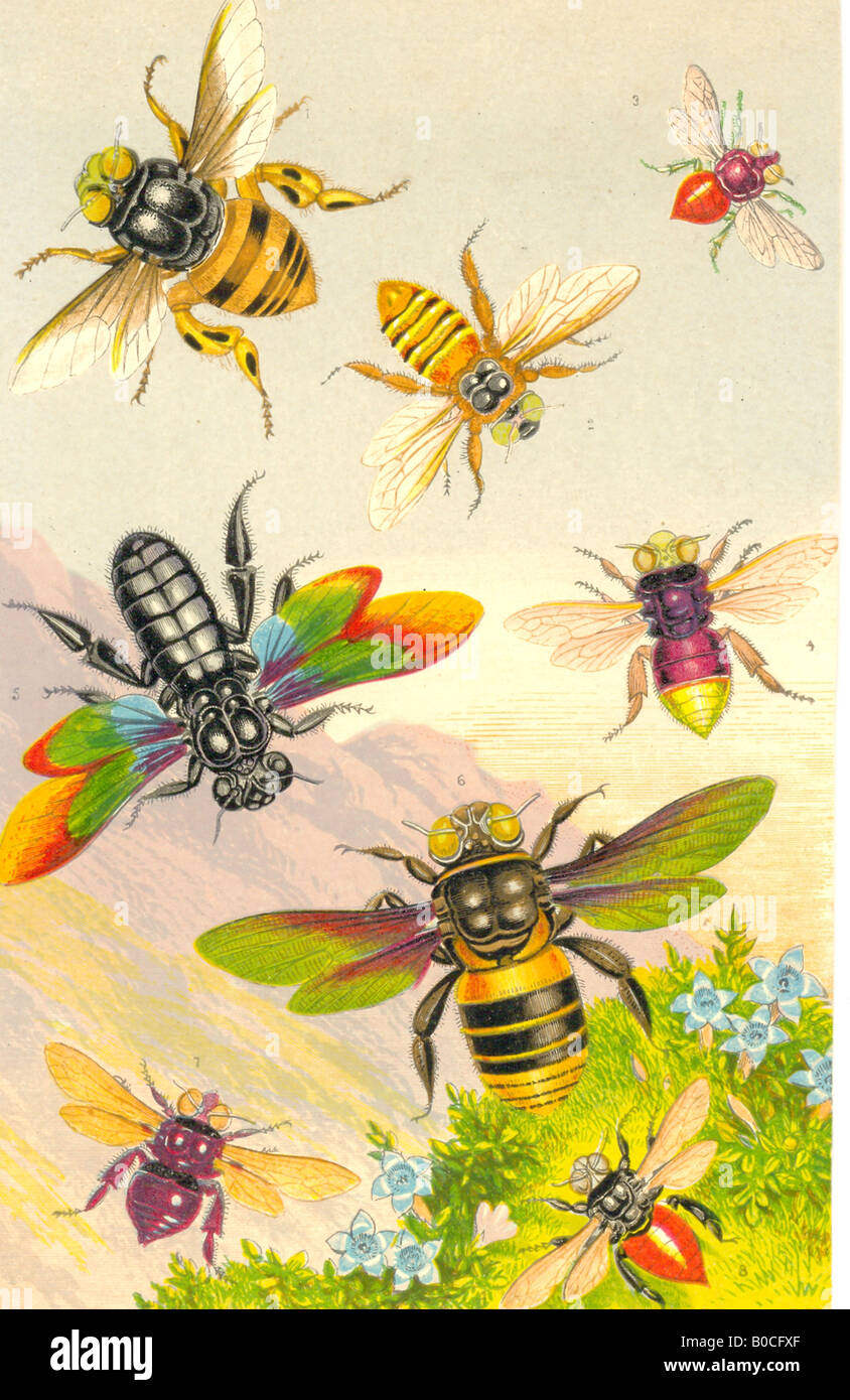 Chromolithographed Teller mit exotischen Bienen um 1880 Stockfoto