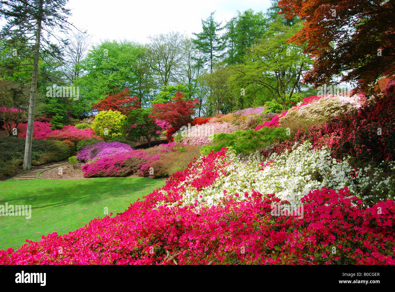 Die "Punchbowl" Valley Gardens, die königliche Landschaft, Windsor Great Park, Virginia Water, Surrey, England, Vereinigtes Königreich Stockfoto