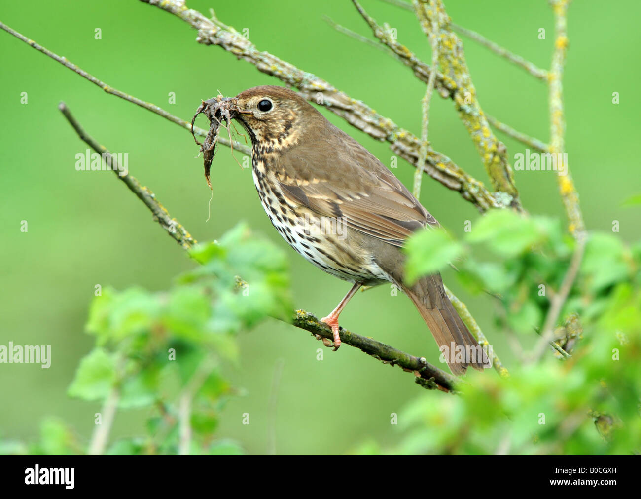 Singdrossel Nestbau Materialien sammeln Stockfoto