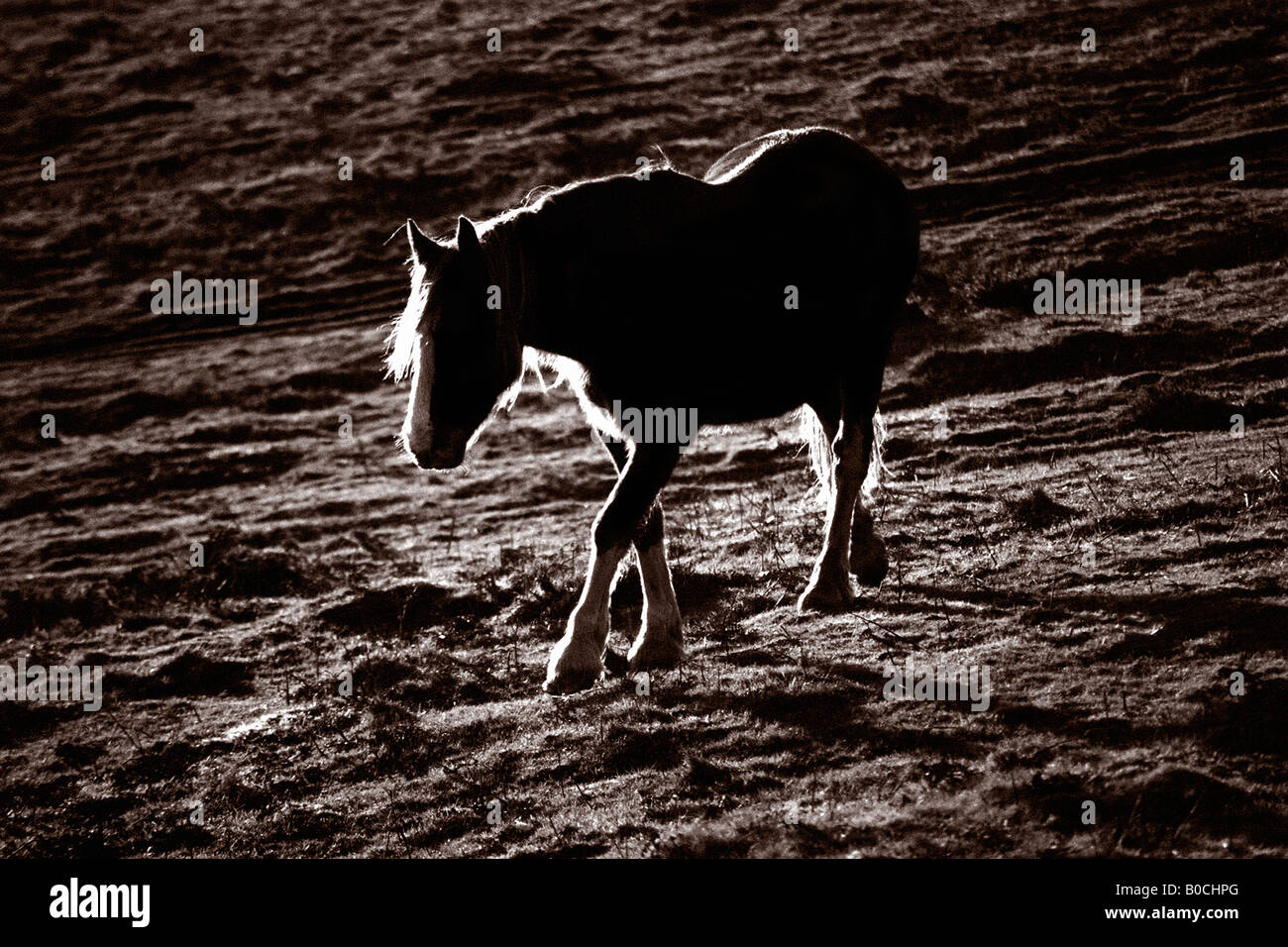 Dies ist ein Foto eines einsamen wilde Ponys in einigen walisischen Bergen genommen. Es ist ein schwarz / weiß, Sepia getönt Bild. Stockfoto