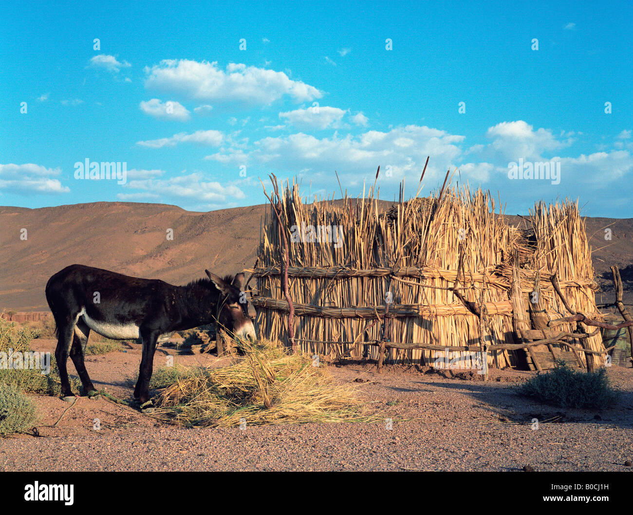 Ein Esel Essen Trockenrasen vor einem Reed-Hütte in einem Tuareg-Siedlung der Sahara-Wüste in Süd-Algerien Stockfoto