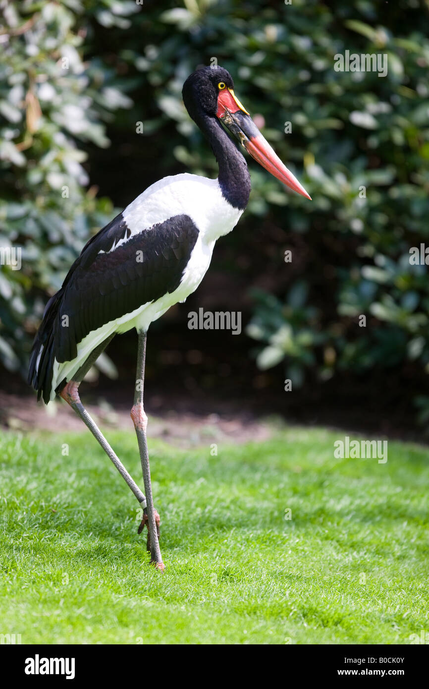 Sattel in Rechnung Storch - Nahrung senegalensis Stockfoto