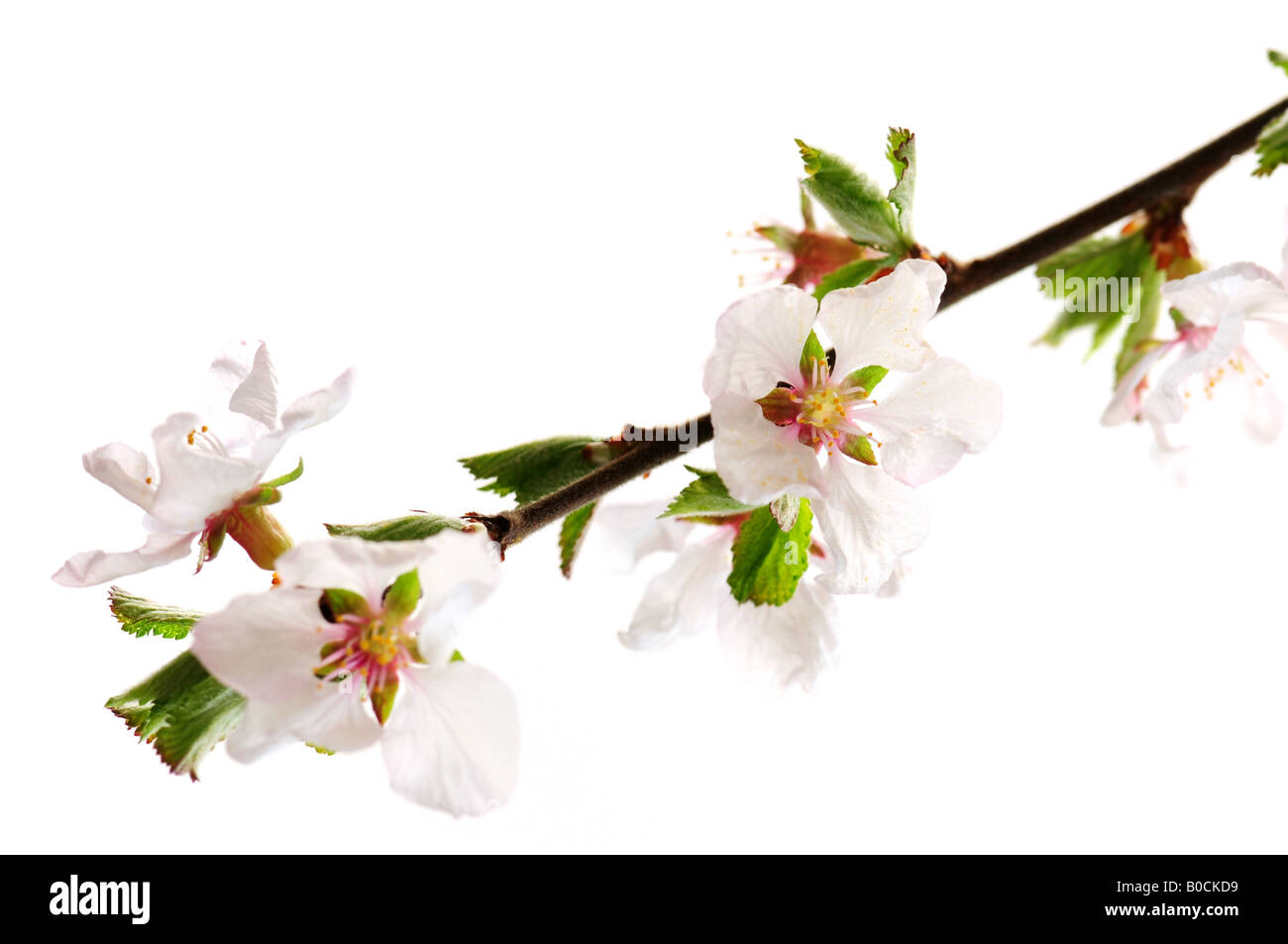 Zweig mit rosa Kirschblüten isoliert auf weißem Hintergrund Stockfoto