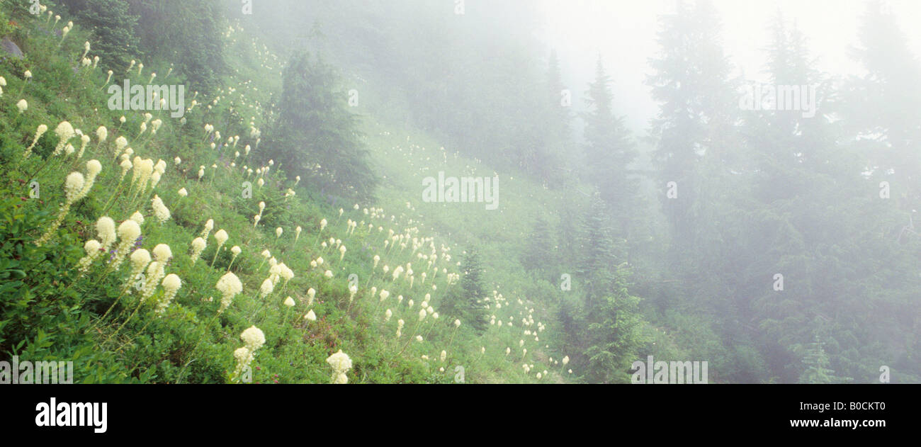 Bear Grass entlang High Divide Trail, Olympic Nationalpark, Washington Stockfoto