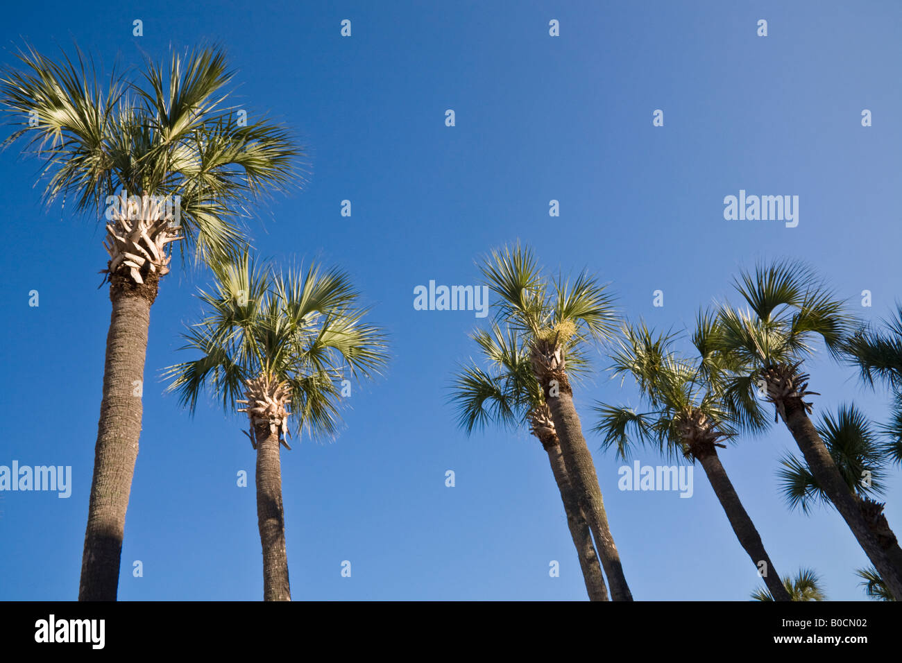 Kohl Palmen, auch bekannt als Sabal Palmen, der Zustandbaum von Florida. Stockfoto