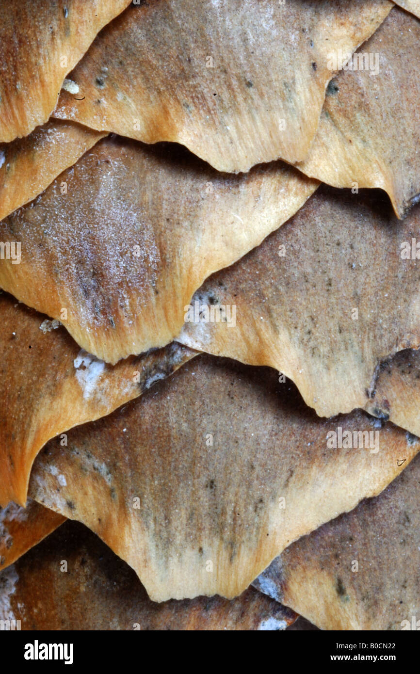 Pigna Strobilo Abete Rosso Picea Excelsa Particolare Nahaufnahme Parco Nazionale Gran Paradiso im Aostatal Italia Stockfoto