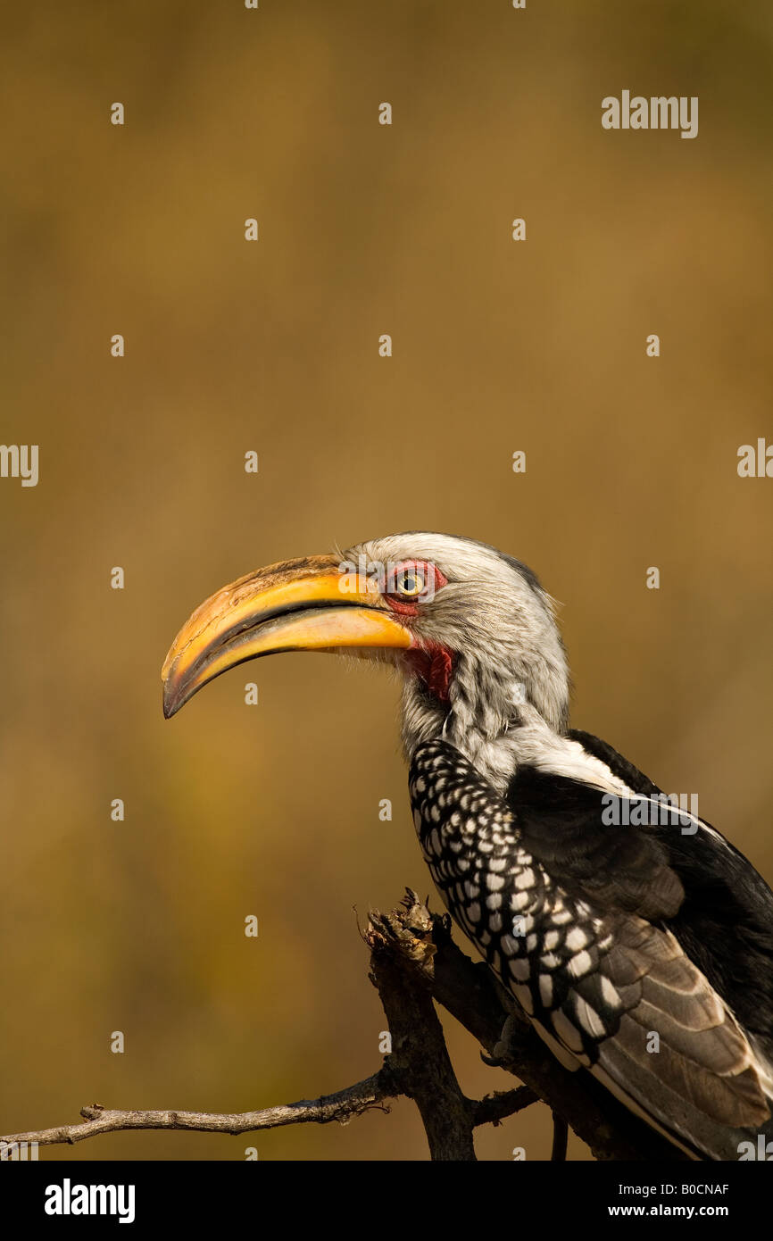 Souther Yellowbilled Hornbill Stockfoto