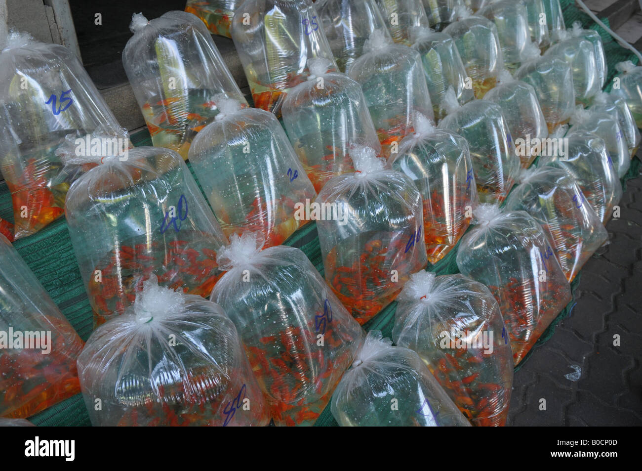 Schöne Fische in Plastiktüte zum Verkauf, JJ (Chatachuk Wochenende Markt) Stockfoto