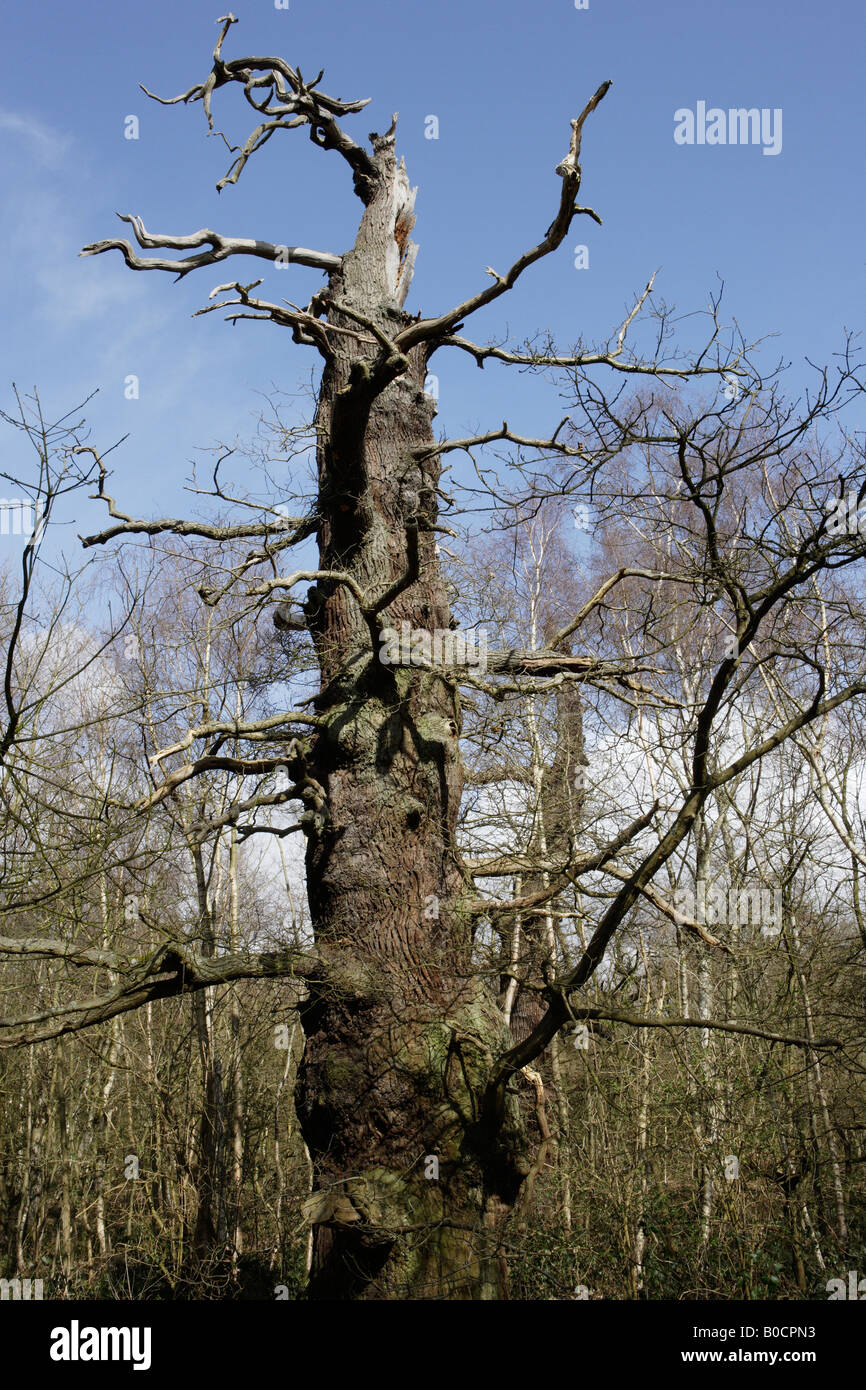 Alte Eiche Sherwood Forest Stockfoto