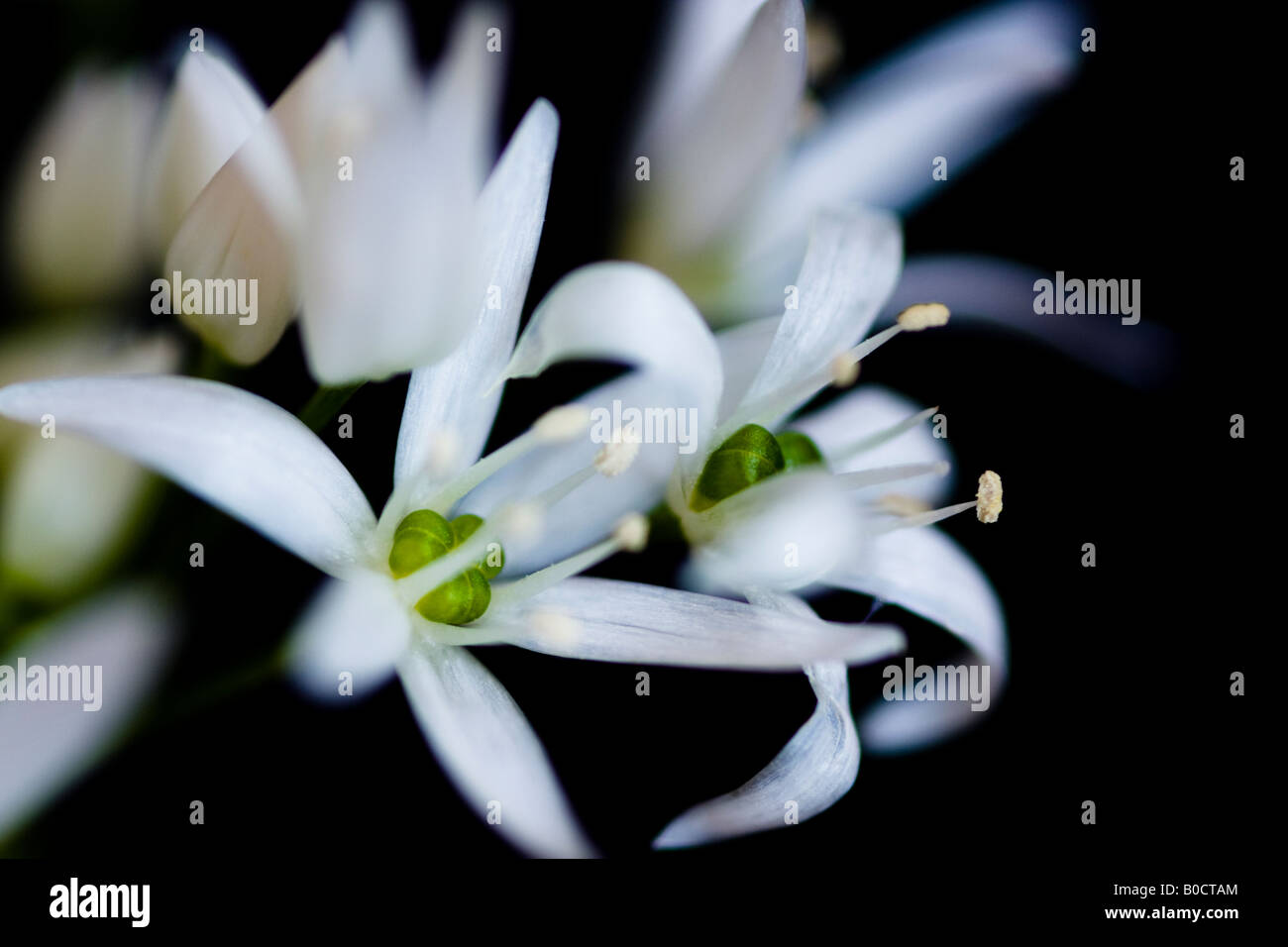 Stillleben mit weißen Blüten einer wilde Krähe-Knoblauch-Anlage auf einem dunklen schwarzen Hintergrund. Stockfoto